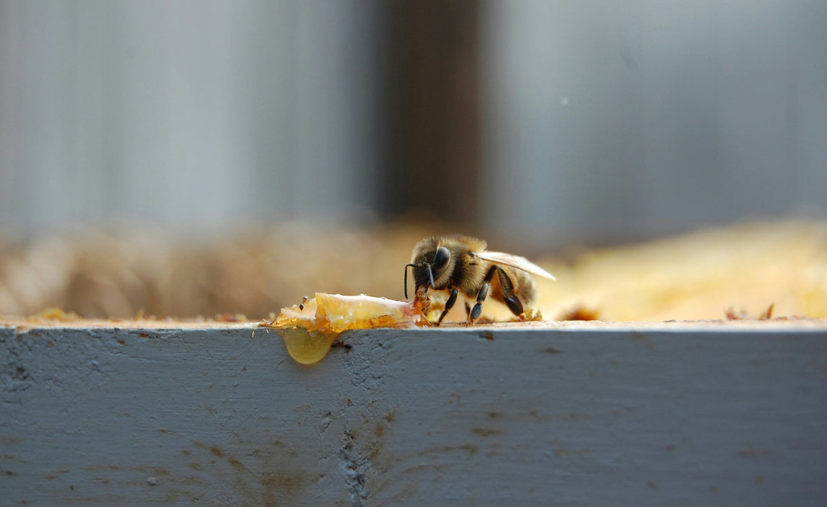 Hawaii Honey takes the spotlight this world bee day.