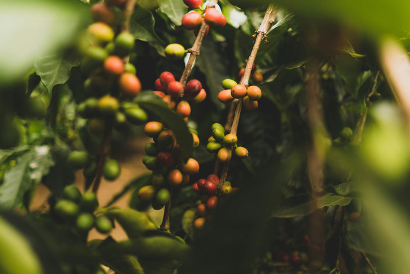 Coffee plants in Hawaii.