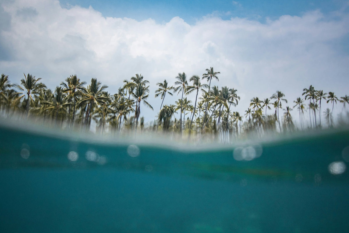 Beach with Palm Trees in Hawaii