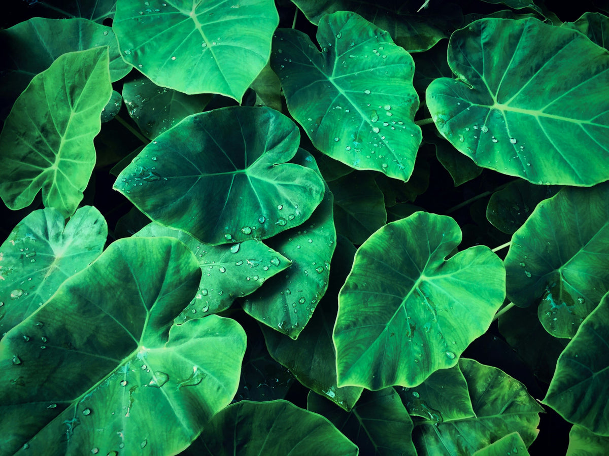 kalo leaves