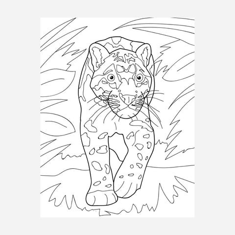 Advance Wildlife Education - Cats Educational Coloring Book