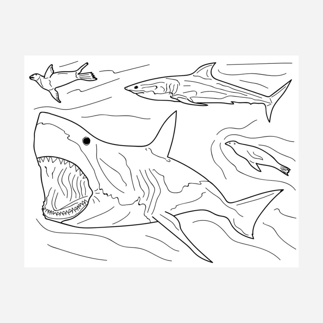 Advance Wildlife Education - Sharks and Rays Educational Coloring Book