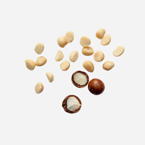 Macadamia nuts on a white background