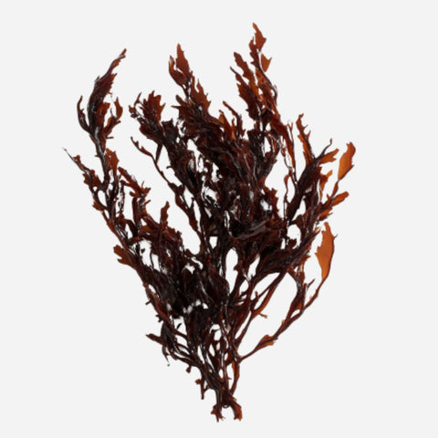 Okonokai - Dried Seaweed