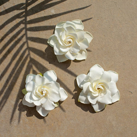 Three white flowers on a beige surface with a palm leaf shadow.