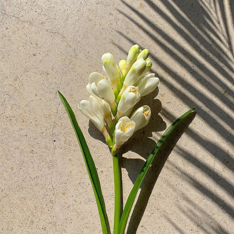 White flower with green leaves on a textured beige surface