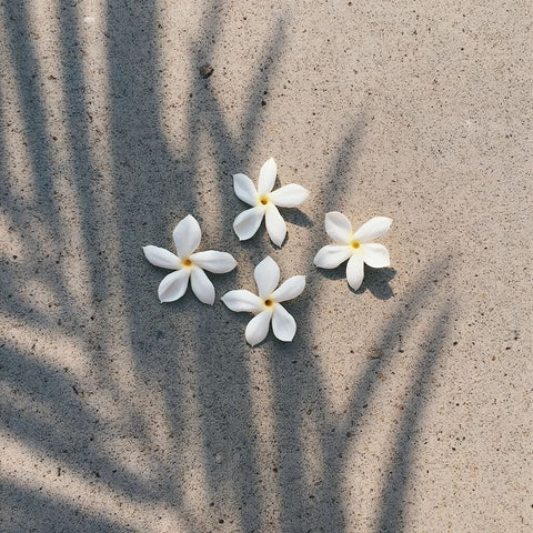 Five white flowers with yellow centers on sandy ground with shadow patterns