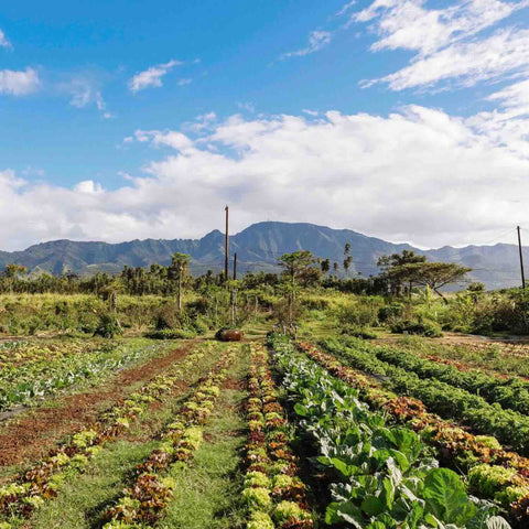 Mānoa Chocolate - Kōkua Hawaiʻi Foundation Bar