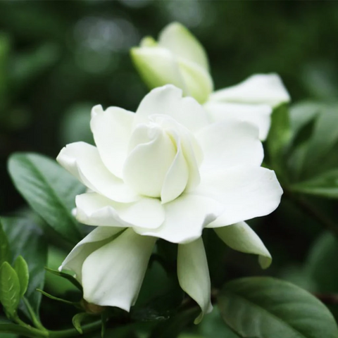gardenia