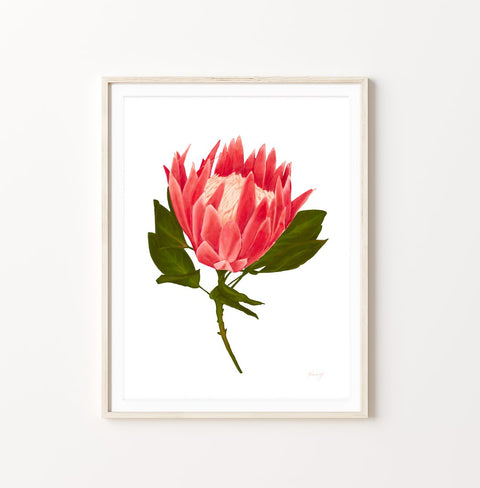 Aloha de Mele - King Protea Art Print